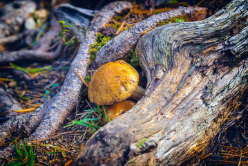 Forest mushrooms among mosses and tree roots	