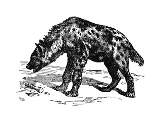 Hyena at white background / Antique engraved illustration from from La Rousse XX Sciele	