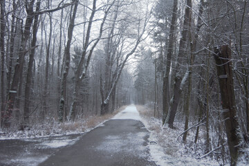 snowy road in winter in a forest
