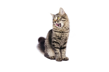 Small tabby cat is licking with the tongue over mouth, white background, isolated