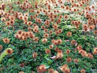 Parterre d'acaena novae zelandiae en fin d'été. Lampourde de Nouvelle zélande