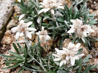 Gros plan sur des édelweiss des Alpes, fleurs rares des montagnes