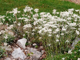 Parterre d'édelweiss des Alpes, fleurs rares des montagnes
