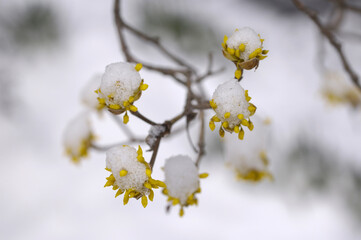 サンシュユに雪