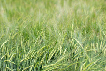 Background young green barley with long spikelets growing summer on an agricultural field