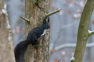 European brown squirrel in winter coatl looking for nuts