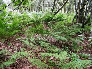 Fougères sous une hêtraie