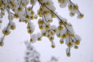 サンシュユに雪