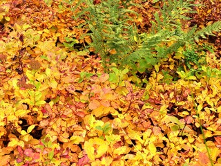 Fougère et feuillage aux couleurs d'automne
