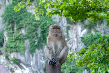 Monkey in the forest