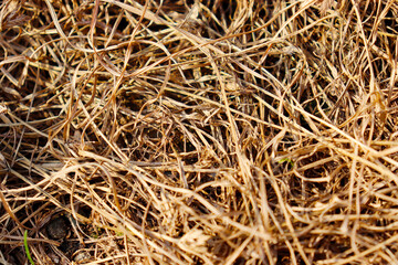 close up of grass