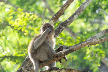 Monkey in the forest