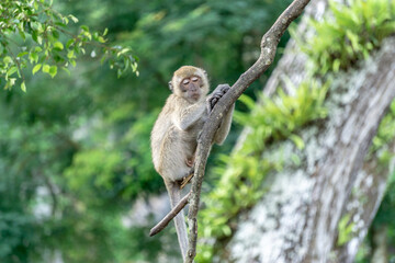 Monkey in the forest