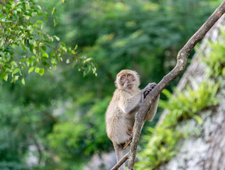 Monkey in the forest