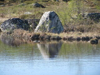 rocks in the river
