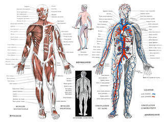 Medical infographic of Human body Anatomy / Antique engraved illustration from from La Rousse XX Sciele	