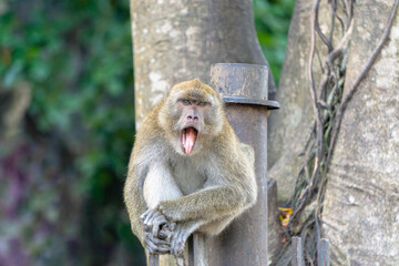 Monkey in the forest