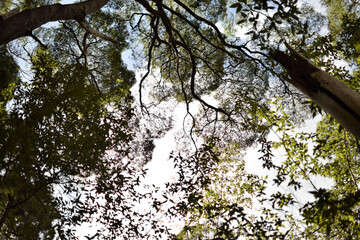branches against sky