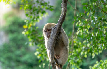 Monkey in the forest