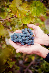 hand holding grapes