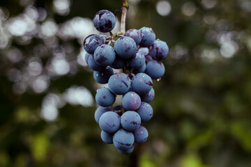 bunch of grapes