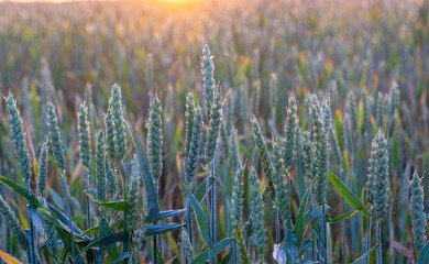 Green ears of wheat covered with dew, the contour light of the morning sun on the ears of bread.