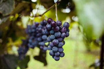 grapes on vine