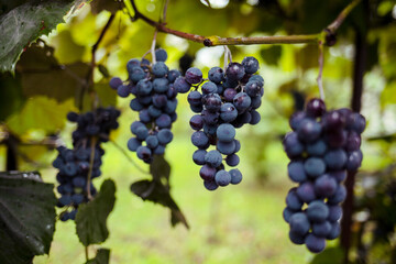 red grapes on vine