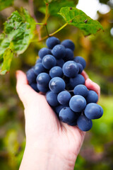 hand holding grapes