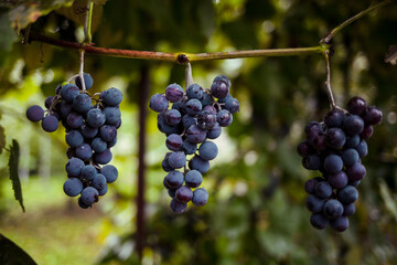 red wine grapes