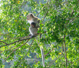 Monkey in the forest