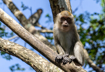 Monkey in the forest