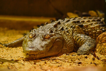 crocodile in the dirt