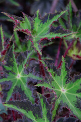 textured leaves of the begonia plant close up