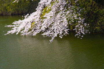 Obraz na płótnie Canvas 堀の桜