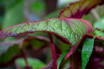 textured leaves of the begonia plant close up