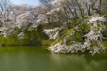 堀の桜