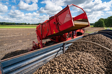 Kartoffelernte - geerntete Kartoffeln werden auf Transportanhänger abgeladen.