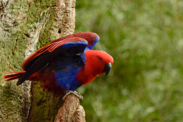 red and blue parrot