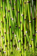 Naklejka premium natural background of bamboo plant stems