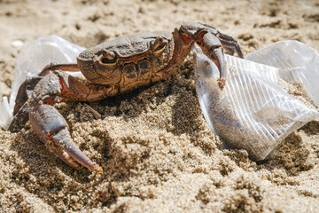 Marine sea crab living on plastic glasses Waste pollution.Dirty contaminated ecosystem,pollution damage animal