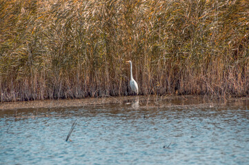 white heron ardea cinerea