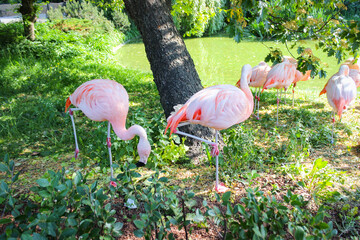 A Group Of Pink Flamingos Resting On The Glade