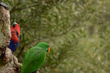 Green parrot with red and blue parrot