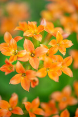 オレンジカランコエ