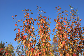 Yellow foliage of a pear tree against an autumn blue sky