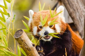 Fototapeta premium red panda eating bamboo leaves