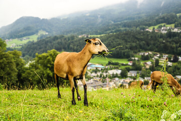 Goat at Bavarian Alps