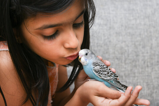 Young Indian girl feeding pet bird budgie chick or baby love bird with her hand. kid taming, playing with small birdie, giving food green leafy vegetable for eating.