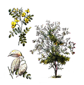 Tree Colutea arborescens (bladder Senna) with flowers/ Antique engraved illustration from from La Rousse XX Sciele	